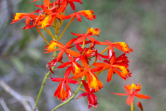 Bali, Denpasar, Orchideen Garten