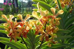 Bali, Denpasar, Orchideen Garten