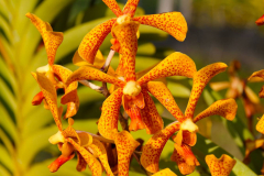 Bali, Denpasar, Orchideen Garten
