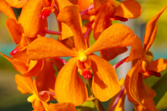 Bali, Denpasar, Orchideen Garten