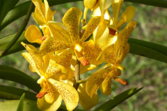 Bali, Denpasar, Orchideen Garten