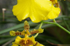 Bali, Denpasar, Orchideen Garten