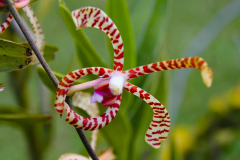 Bali, Denpasar, Orchideen Garten