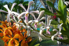 Bali, Denpasar, Orchideen Garten