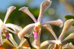 Bali, Denpasar, Orchideen Garten