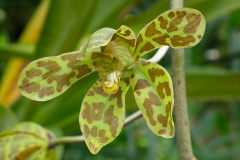 Bali, Denpasar, Orchideen Garten