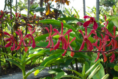 Bali, Denpasar, Orchideen Garten