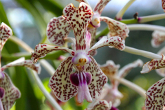 Bali, Denpasar, Orchideen Garten