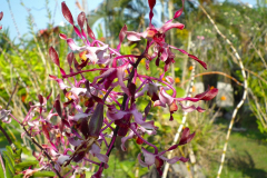 Bali, Denpasar, Orchideen Garten