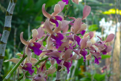 Bali, Denpasar, Orchideen Garten
