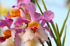 Bali, Denpasar, Orchideen Garten