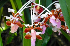 Bali, Denpasar, Orchideen Garten