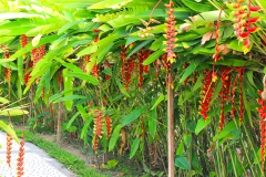 Bali, Denpasar, Orchideen Garten