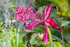 Bali, Denpasar, Orchideen Garten