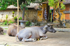 Bali, Dorf Tenganan