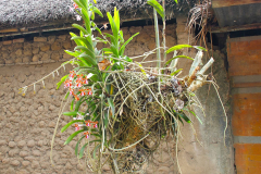 Bali, Dorf Tenganan, Orchidee