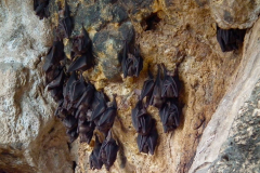 Bali, Fledermaushöhle Tempel Goa Lawah