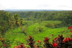 Ost Bali, Reisterrassen