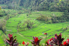 Ost Bali, Reisterrassen