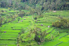 Ost Bali, Reisterrassen
