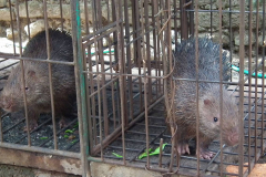 Bali, Sunda Stachelschweine