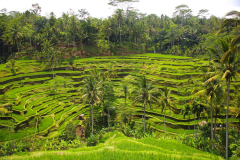 Bali, Tegalalang Reisterrassen