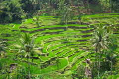 Bali, Tegalalang Reisterrassen