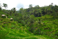 Bali, Tegalalang Reisterrassen