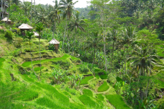 Bali, Tegalalang Reisterrassen