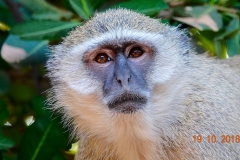 Botswana, Chobe Nationalpark, Chobe Safari Lodge, Meerkatze