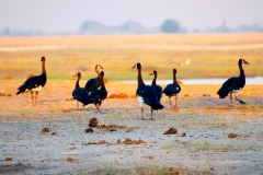 Botswana, Chobe Nationalpark, Sporngänse