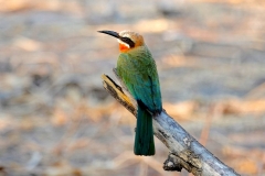 Botswana, Chobe Nationalpark, Bienenfresser