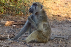 Botswana, Chobe Nationalpark, Pavian