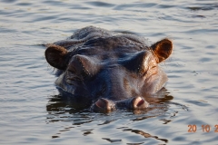 Botswana, Chobe Nationalpark, Flusspferd