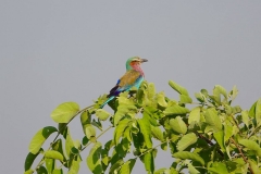 Botswana, Chobe Nationalpark, Gabelracke