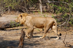 Botswana, Chobe Nationalpark