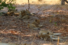 Botswana, Chobe Nationalpark