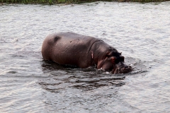 Botswana, Chobe-Fluss, Flusspferd