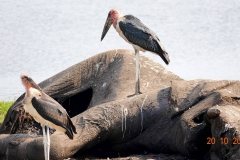 Botswana, Chobe-Fluss, Marabus