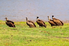 Botswana, Chobe-Fluss, Geier