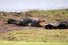 Botswana, Chobe-Fluss
