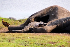 Botswana, Chobe-Fluss