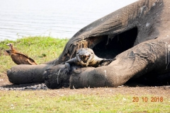 Botswana, Chobe-Fluss