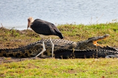 Botswana, Chobe-Fluss