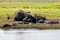 Botswana, Chobe-Fluss