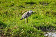Botswana, Chobe-Fluss, Schieferreiher