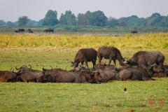 Botswana, Chobe-Fluss, Büffel