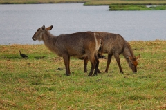 Botswana, Chobe-Fluss, Wasserböcke