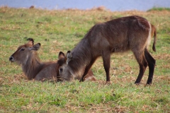 Botswana, Chobe-Fluss, Wasserböcke