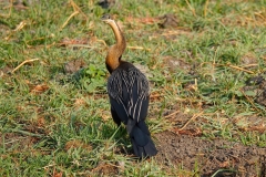 Botswana, Chobe-Fluss, Schlangenhalsvogel